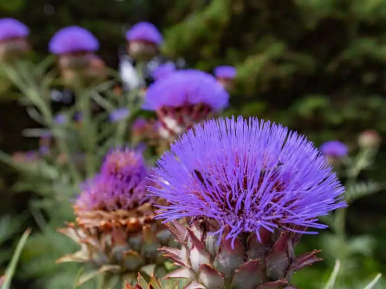 какво помага на черния дроб